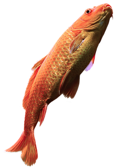 Red Arowana Fish Black Background PNG Image