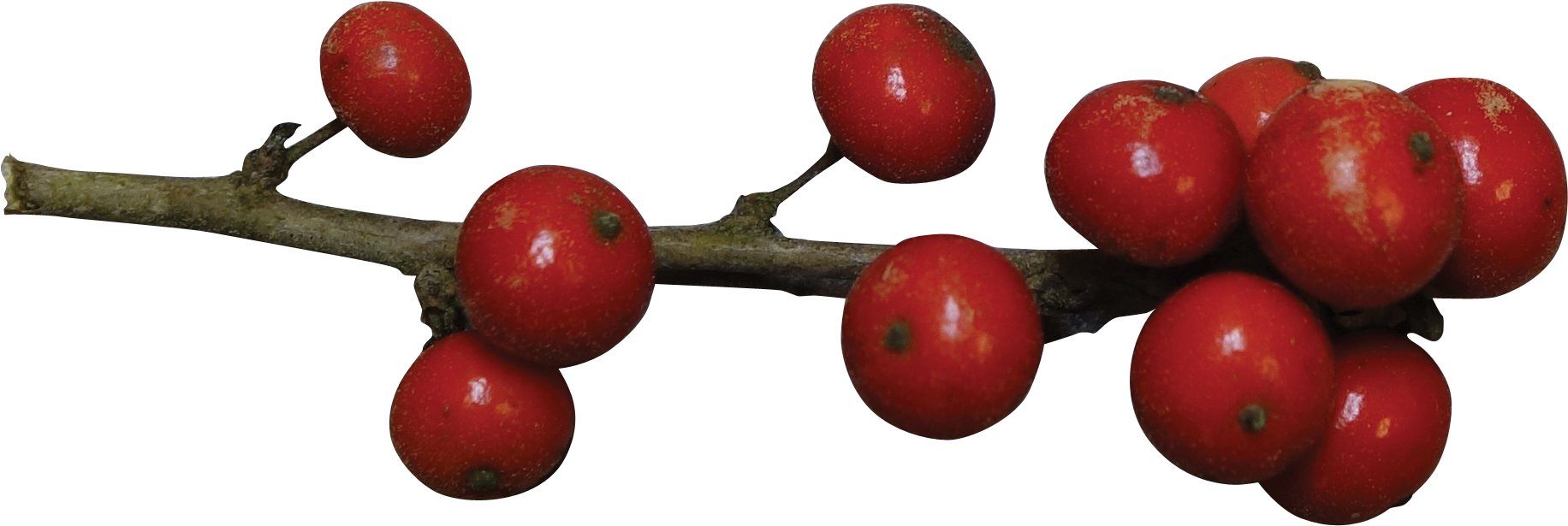 Red Berrieson Branch PNG Image