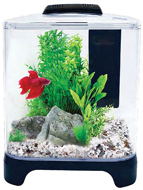 Red Betta Fishin Aquarium PNG Image