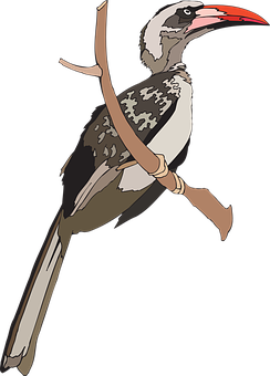 Red Billed Hornbill Illustration PNG Image