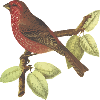 Red Bird Perchedon Branch PNG Image