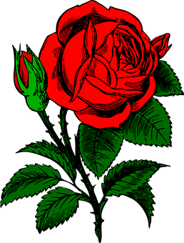 Red Black Rose Artwork PNG Image