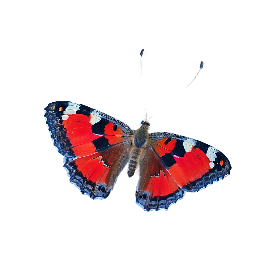 Red Butterfly Underwing Png 98 PNG Image