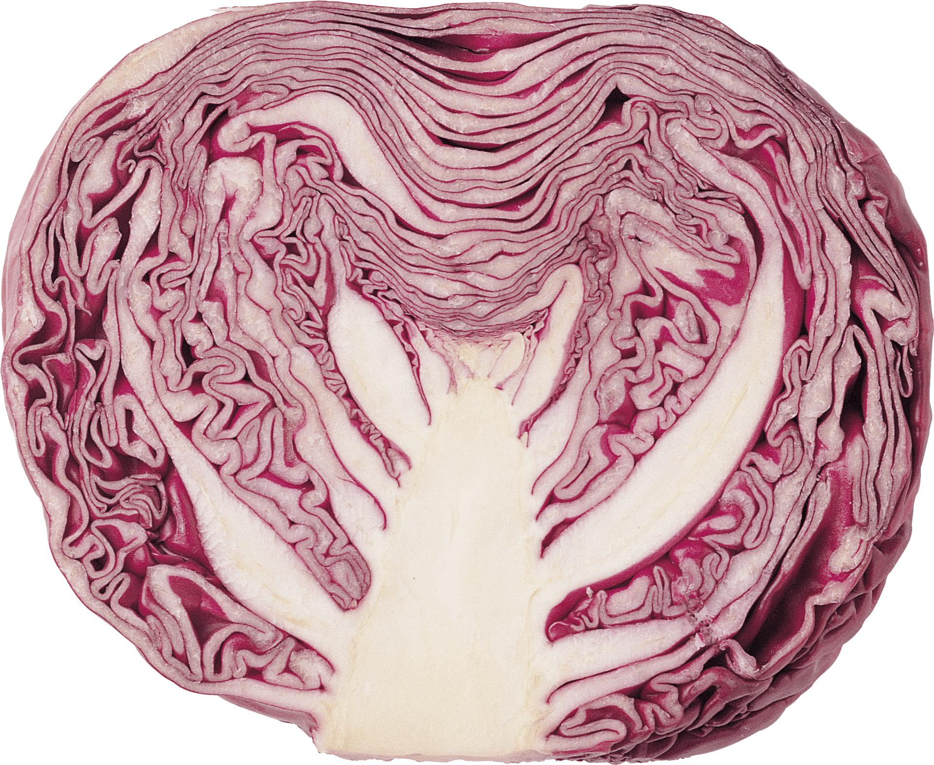 Red Cabbage Cross Section.png PNG Image