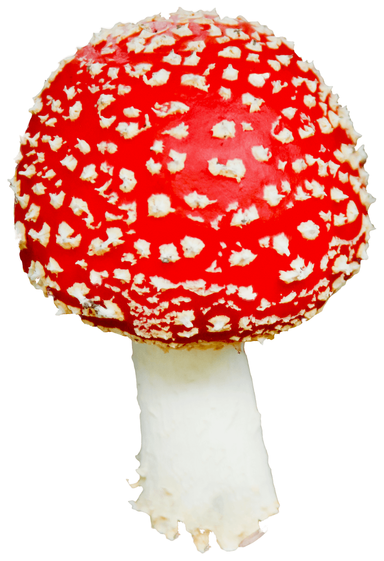 Red Capped Amanita Mushroom.png PNG Image