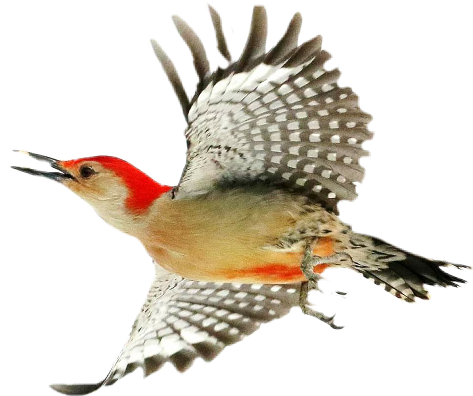 Red Capped Woodpecker In Flight.png PNG Image