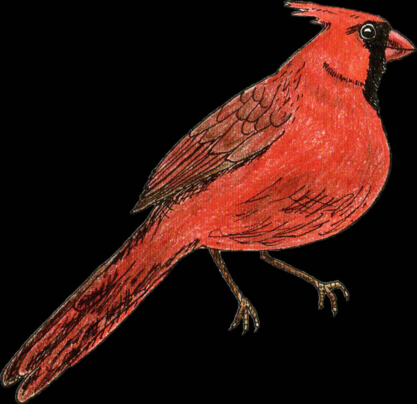 Red Cardinal Bird Illustration PNG Image