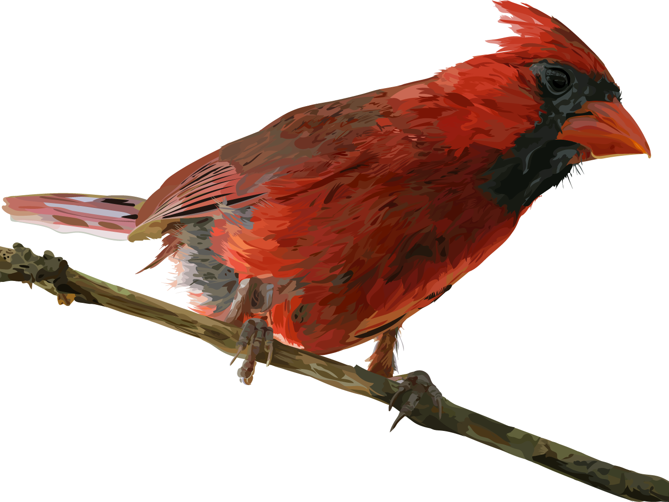 Red Cardinal Bird Perched PNG Image