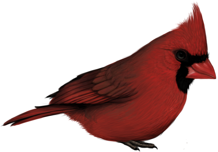 Red Cardinal Bird Profile PNG Image