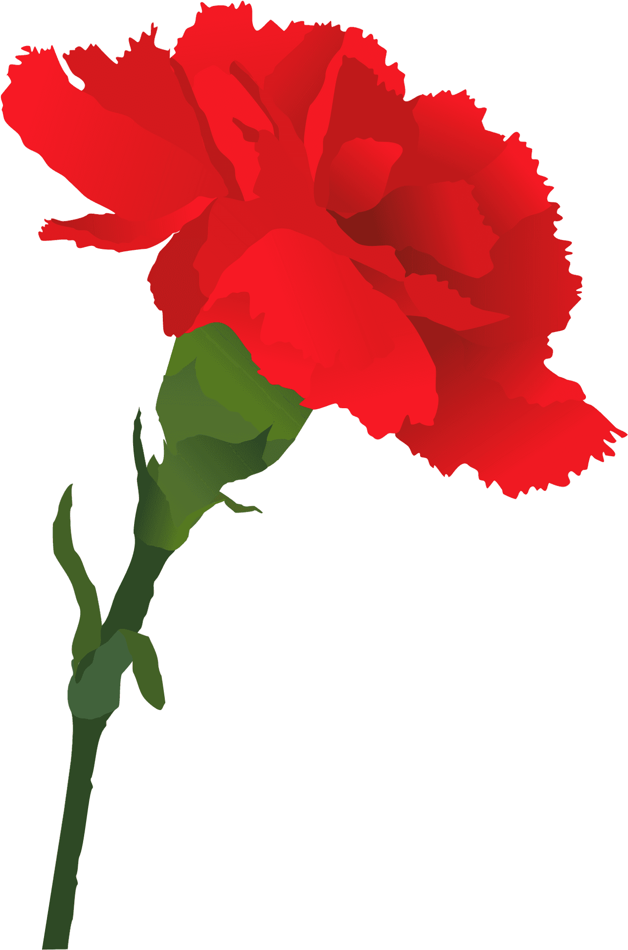 Red Carnation Vector Art PNG Image