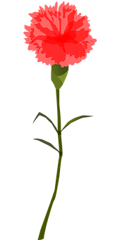 Red Carnation Vector Illustration PNG Image