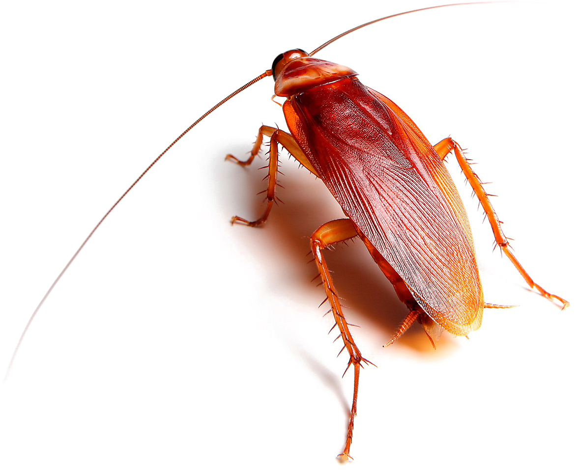 Red Cockroach Transparent Background PNG Image