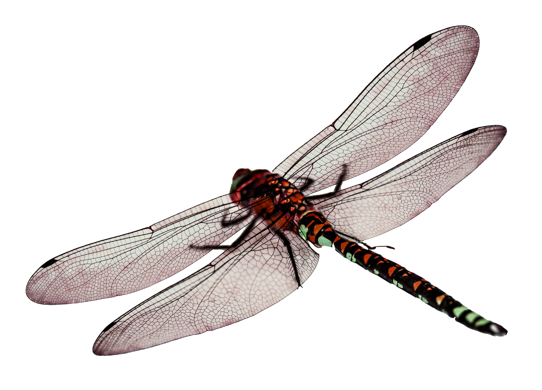 Red Dragonfly Transparent Background PNG Image