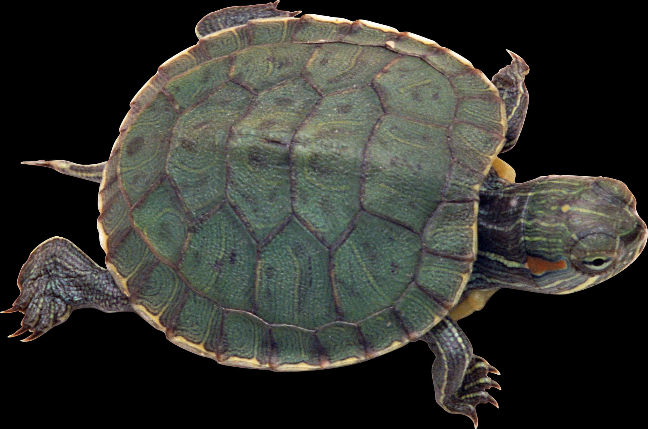 Red Eared Slider Turtle Isolated PNG Image