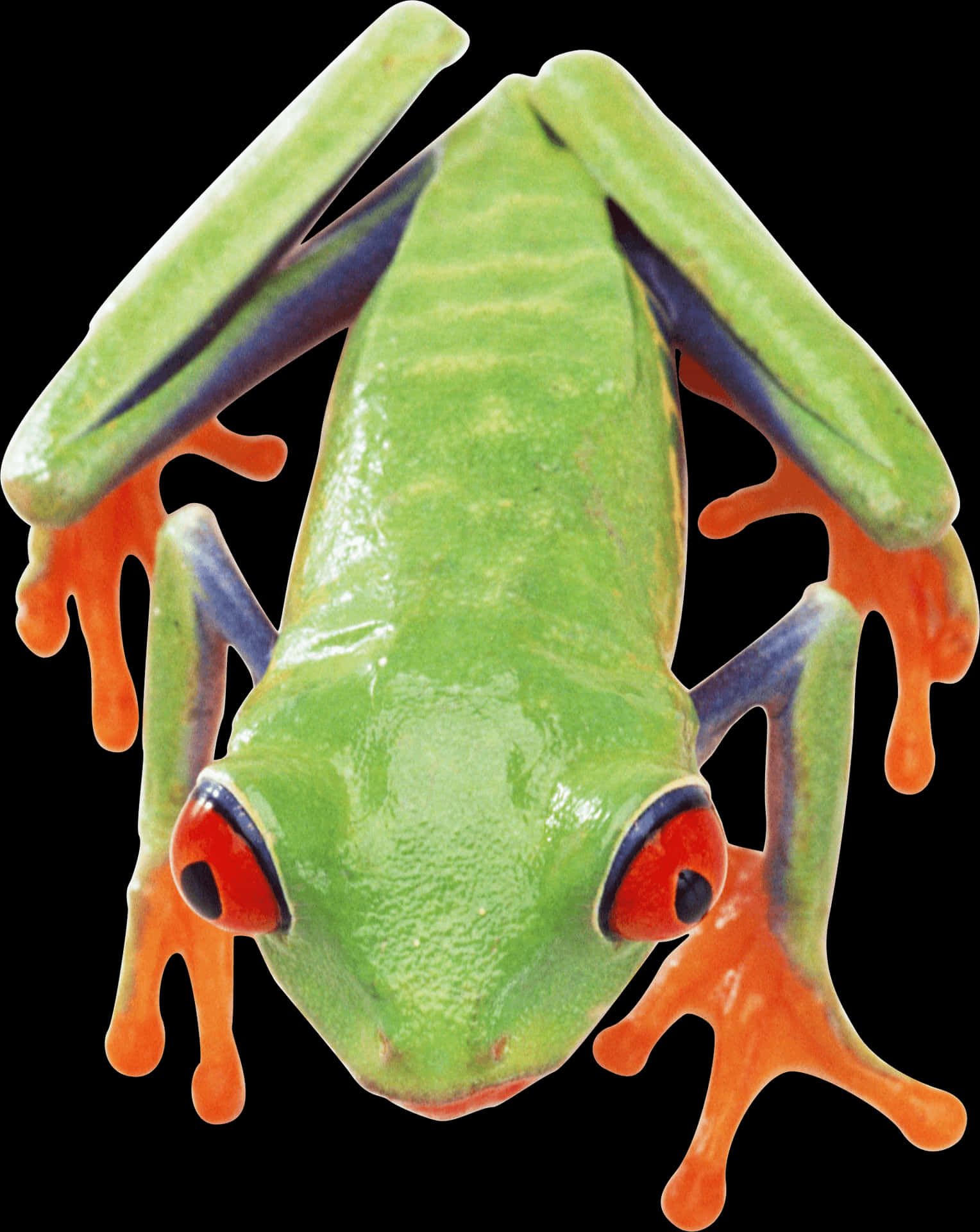 Red Eyed Tree Frog Closeup PNG Image