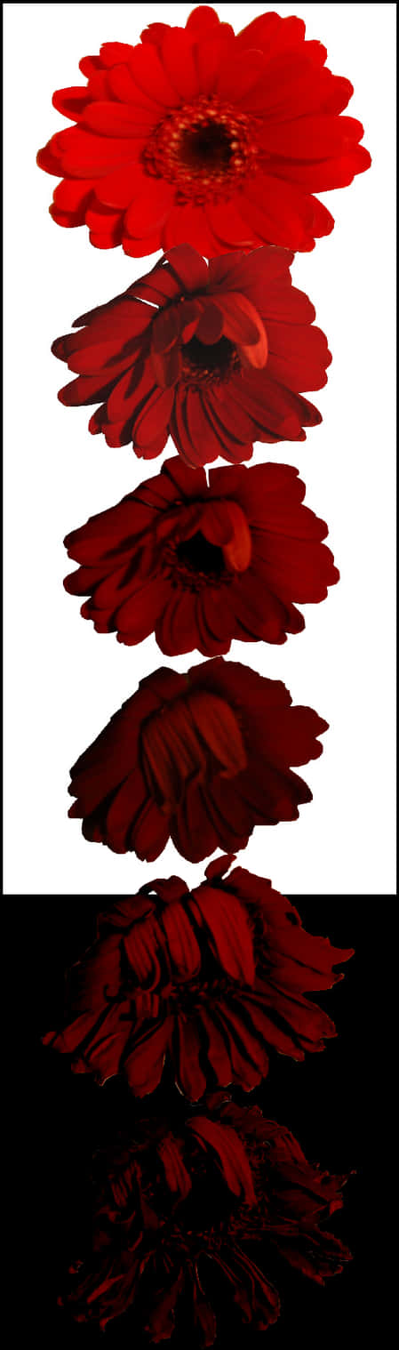 Red Flower Reflection PNG Image