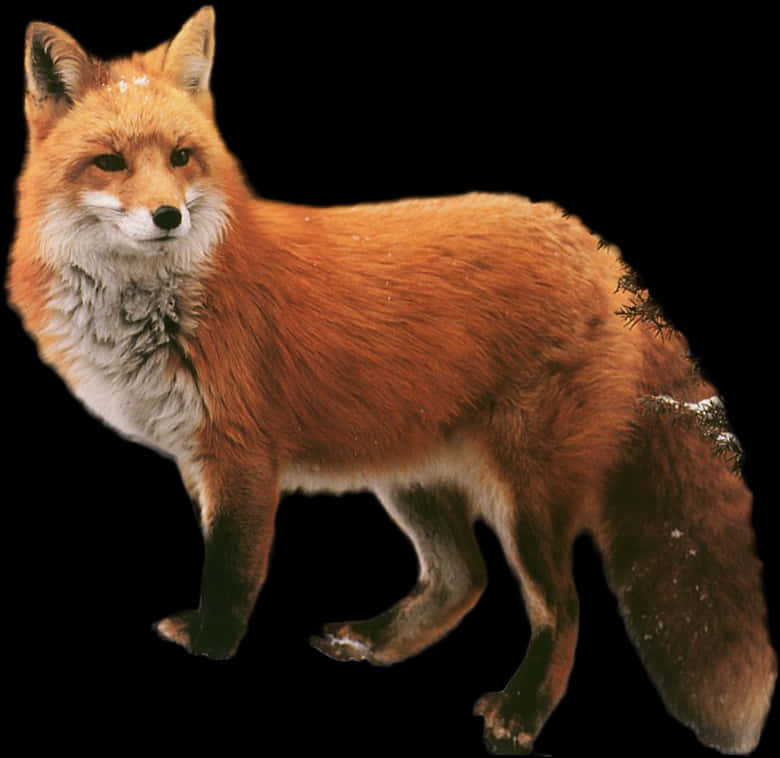 Red Fox Standing Black Background PNG Image