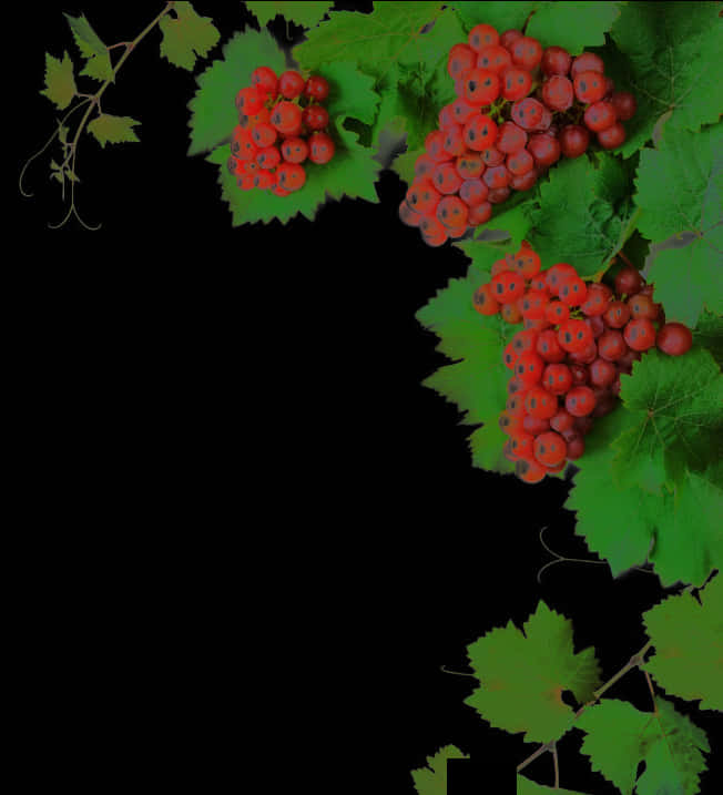 Red Grape Clusterson Vine PNG Image