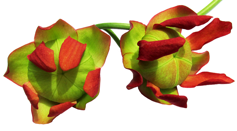 Red Green Tropical Flowers Transparent Background PNG Image