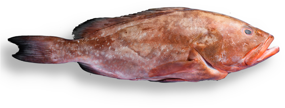 Red Grouper Side View PNG Image