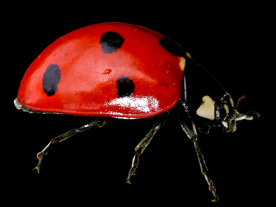 Red Ladybug Black Background PNG Image