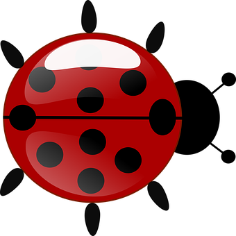 Red Ladybug Illustration PNG Image