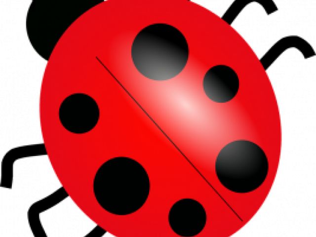 Red Ladybug Illustration PNG Image