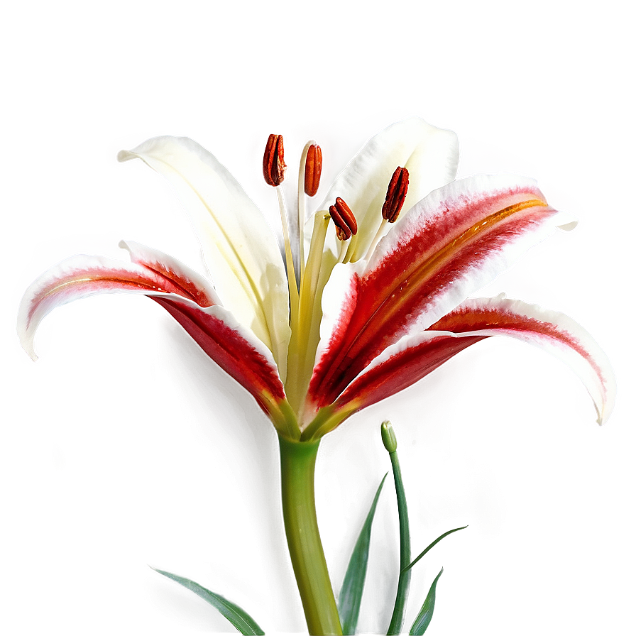 Red Lily Flower Png 06272024 PNG Image