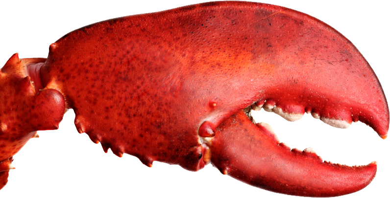 Red Lobster Claw Closeup.png PNG Image