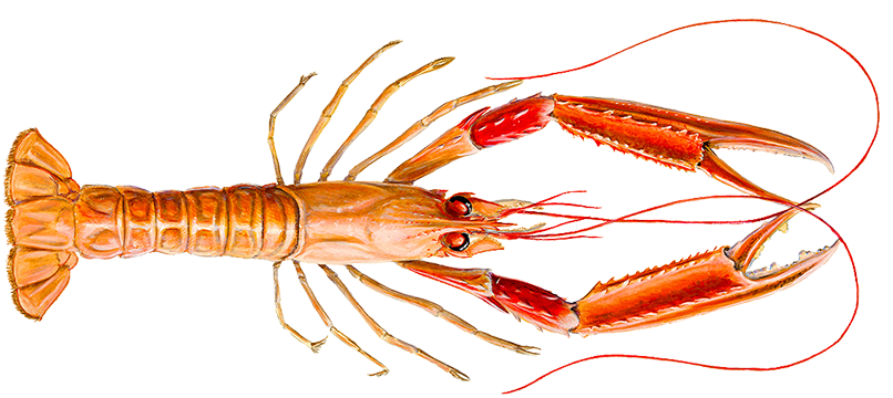 Red Lobster Illustration PNG Image