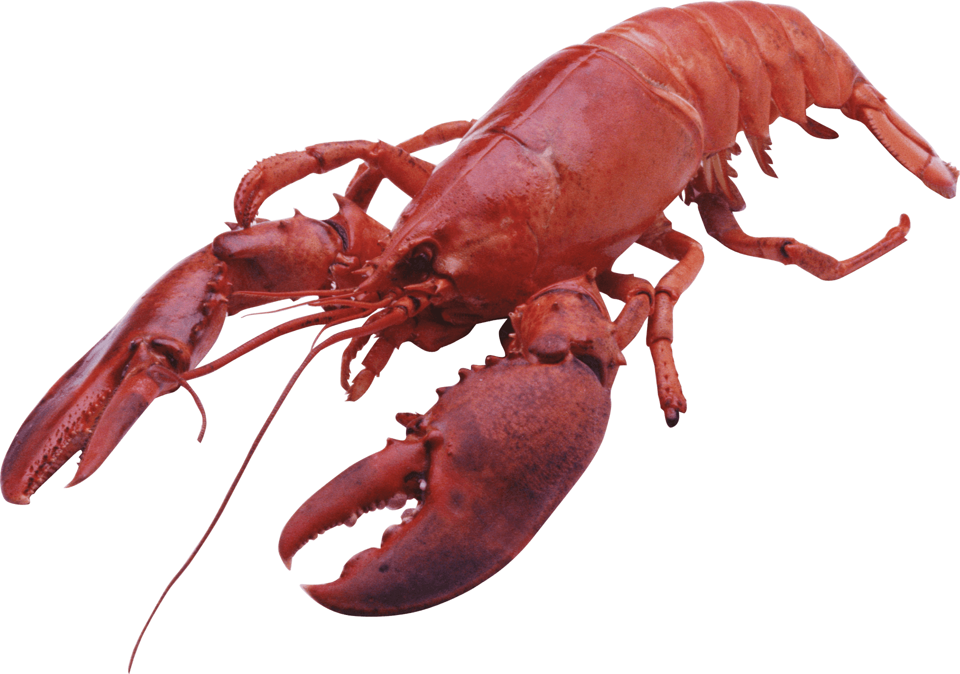 Red Lobster Isolatedon Blue Background.png PNG Image