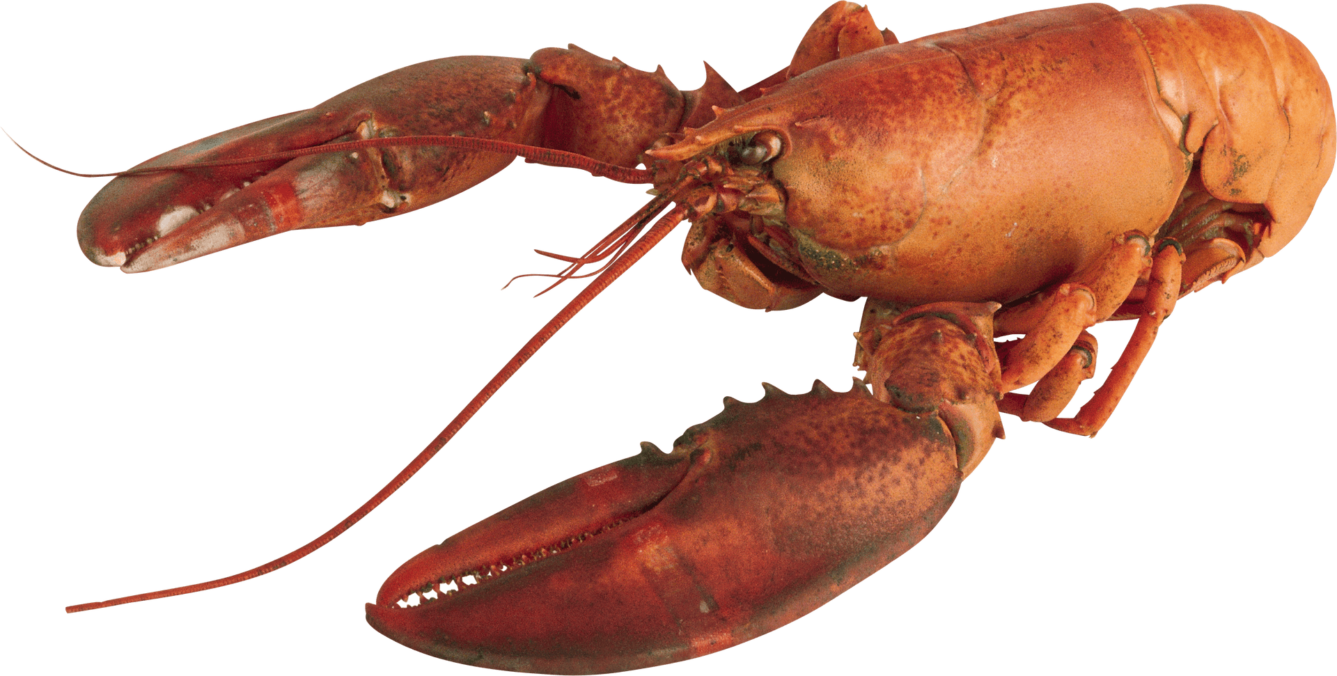 Red Lobster Isolatedon Transparent Background PNG Image