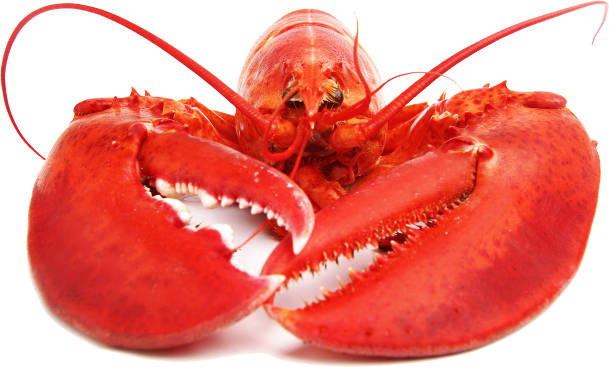 Red Lobster Isolatedon White Background PNG Image