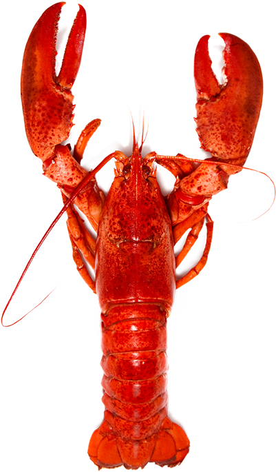 Red Lobster Standing Transparent Background.png PNG Image