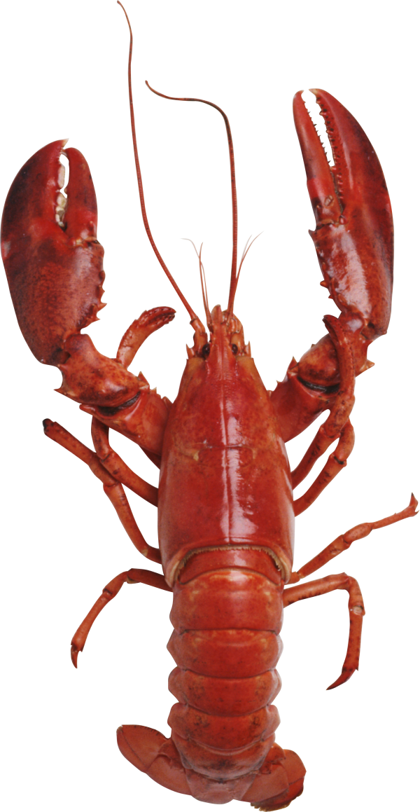 Red Lobster Standing PNG Image