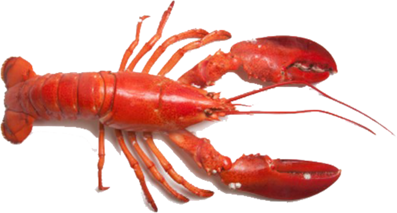 Red Lobster Transparent Background PNG Image