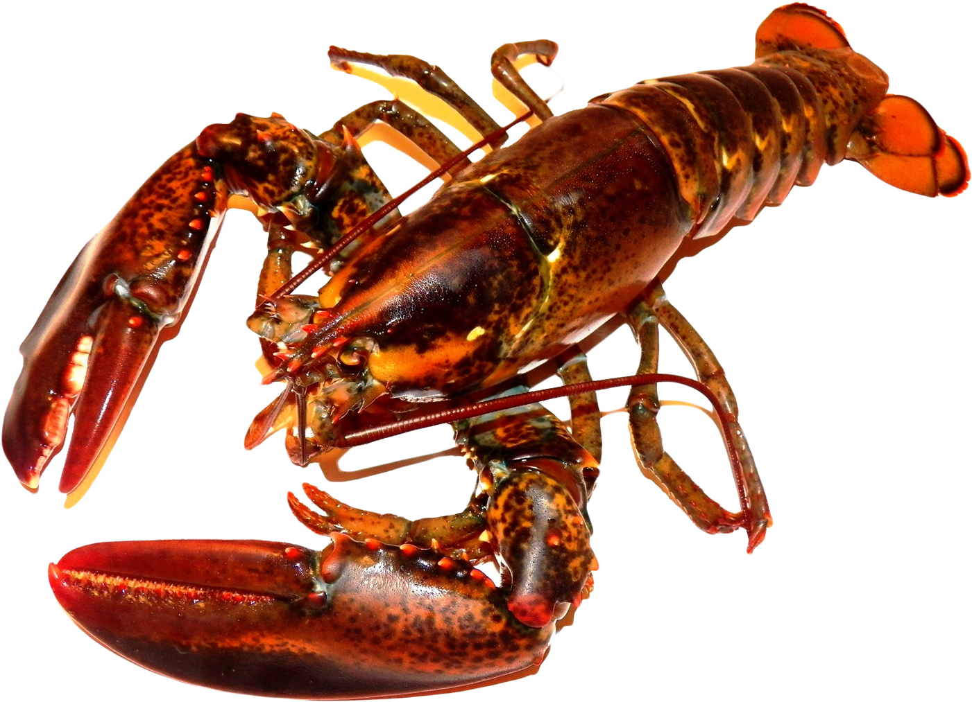 Red Lobster Transparent Background PNG Image