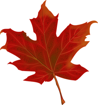 Red Maple Leafon Black Background PNG Image