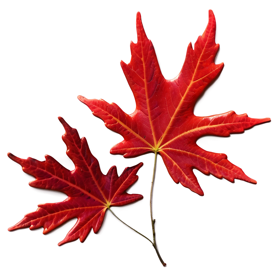 Red Maple Leaves Fall Png Vfb18 PNG Image