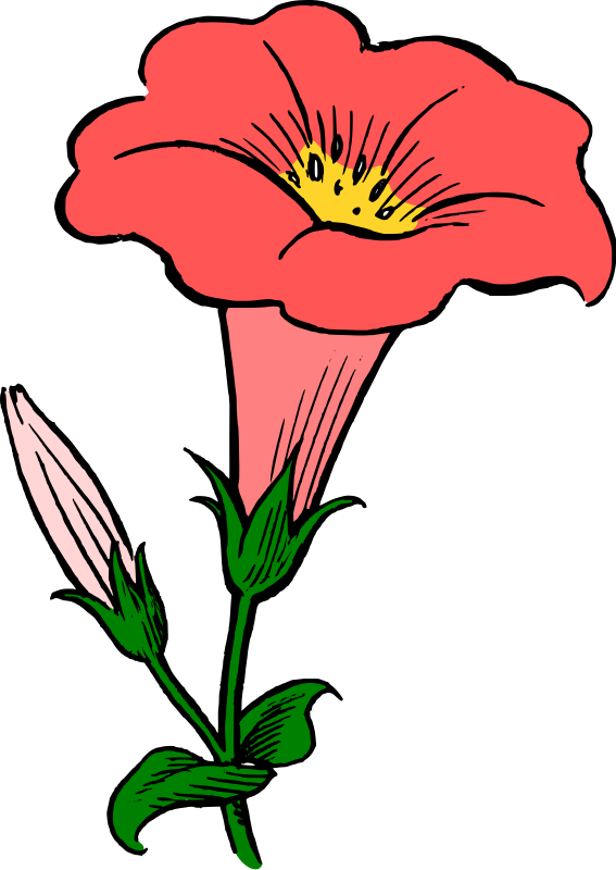 Red Morning Glory Illustration PNG Image