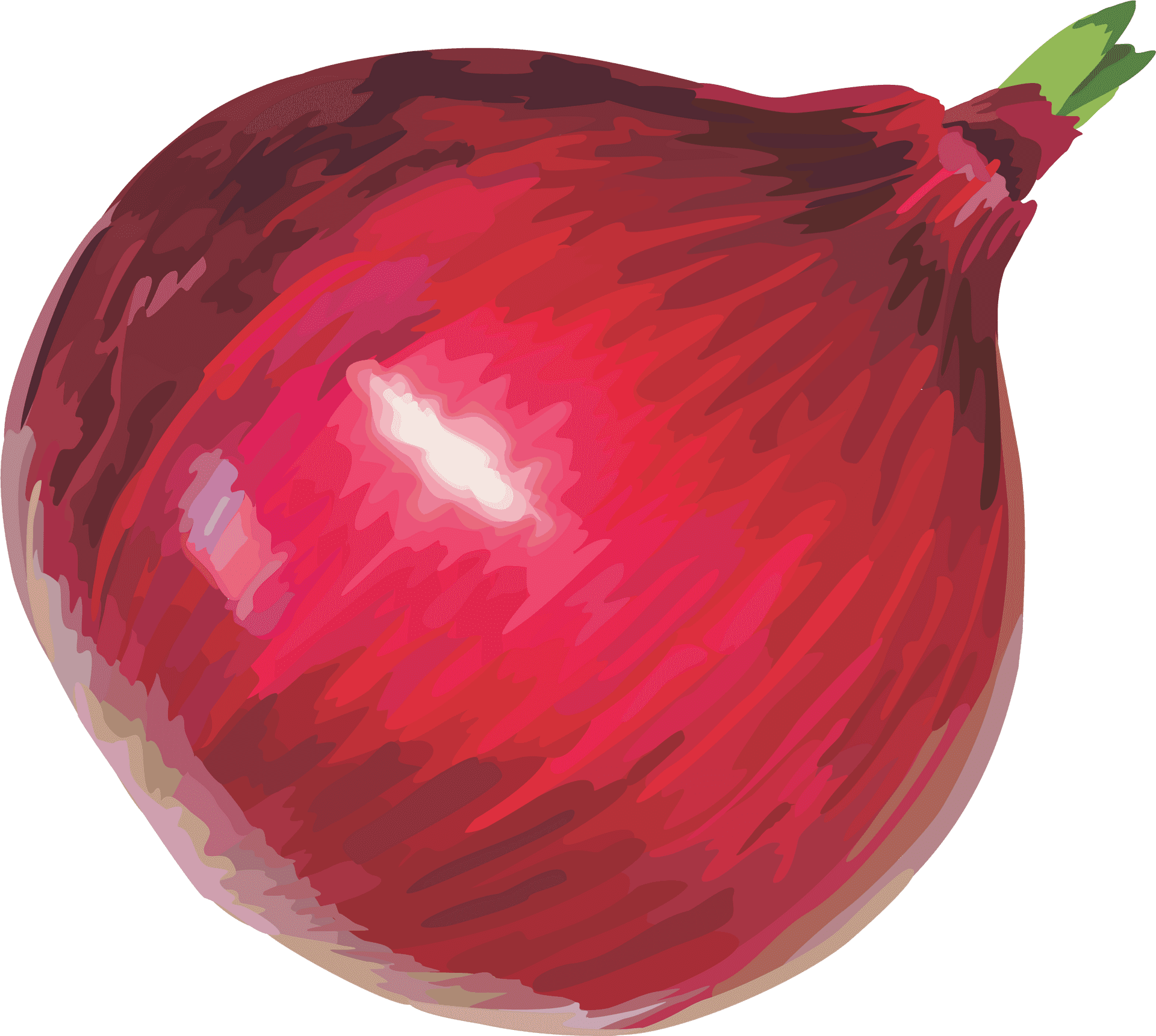 Red Onion Illustration PNG Image