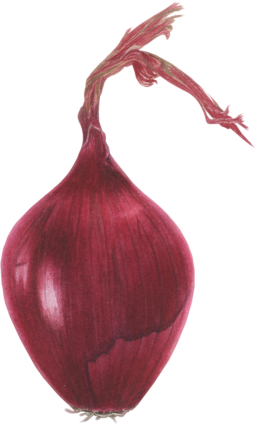 Red Onion Illustration.png PNG Image