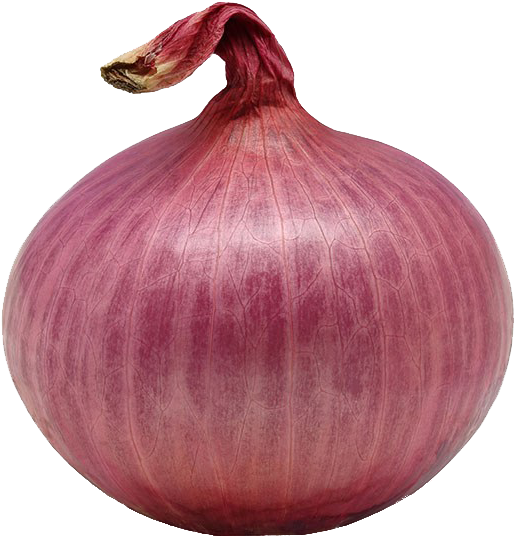 Red Onion Single Isolated PNG Image