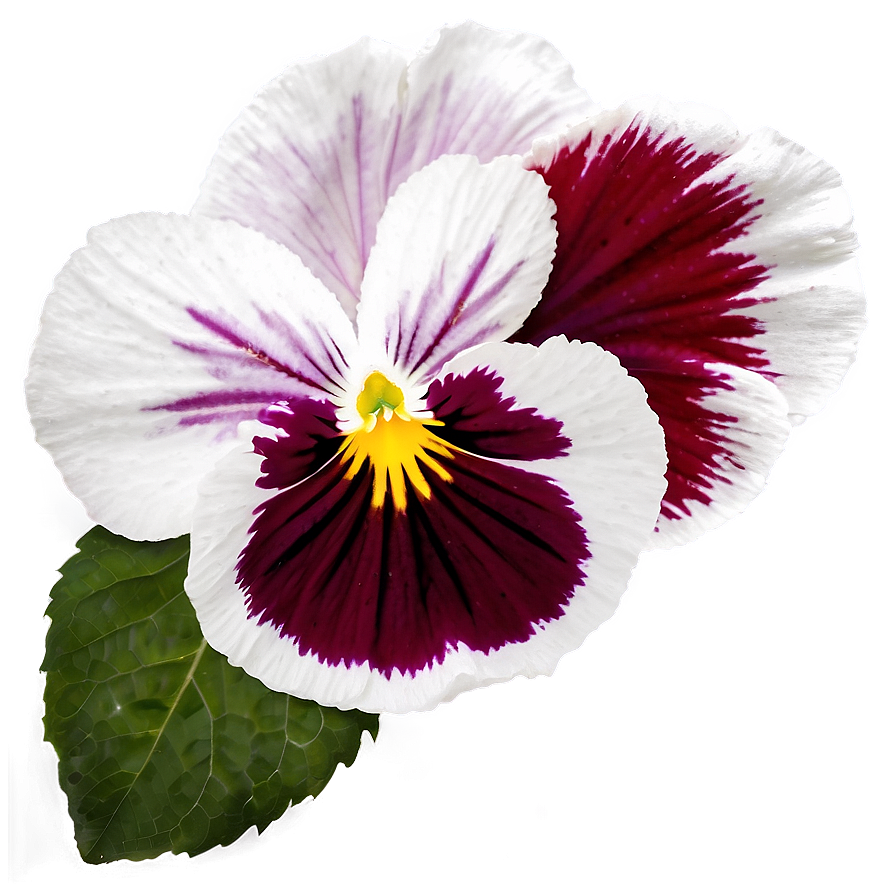 Red Pansy Png Uae PNG Image