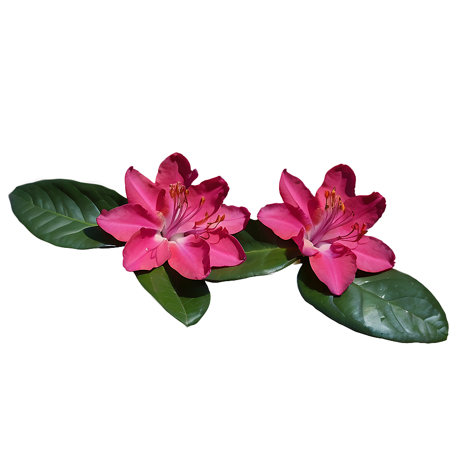 Red Rhododendron Png 06282024 PNG Image