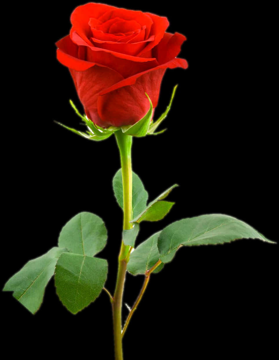 Red Rose Black Background PNG Image