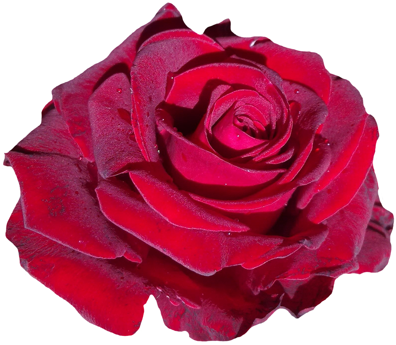 Red Rose Black Background PNG Image