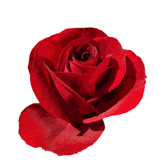 Red Rose Black Background PNG Image