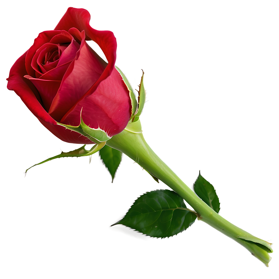 Red Rose Bud Png 05242024 PNG Image