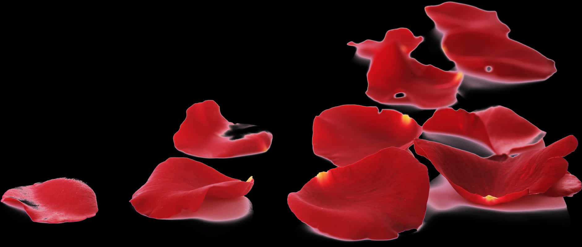 Red Rose Petals Falling Black Background PNG Image